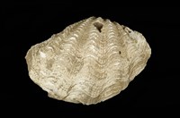 藏品(硨磲蛤)的圖片